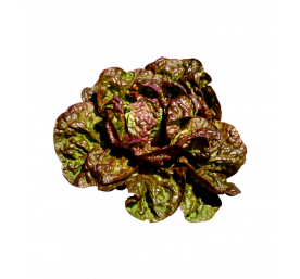 Salade batavia rouge
