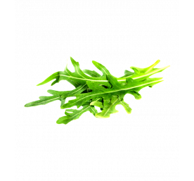Roquette cultivée
