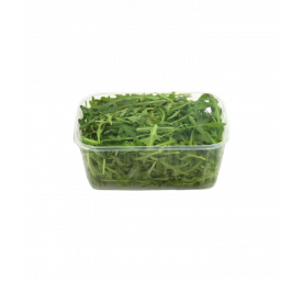 Roquette en barquette