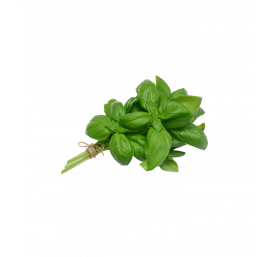 Basilic vert grand