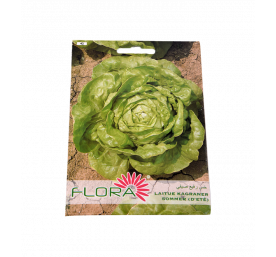 Semences de laitue d'été