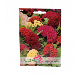 Semences de certe de coq