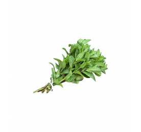 Menthe